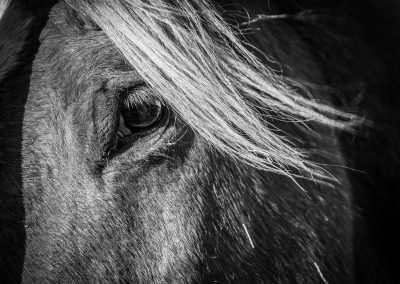 Horse Portrait in Black & White