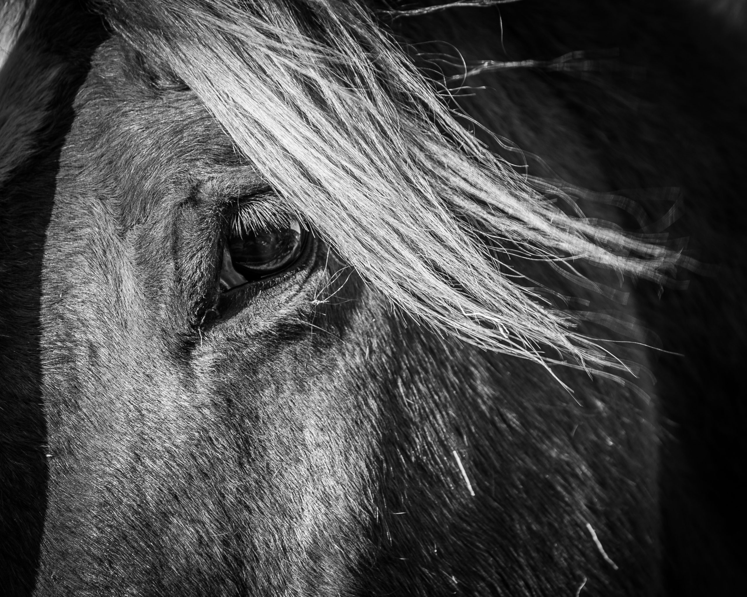 Horse Portrait in Black & White